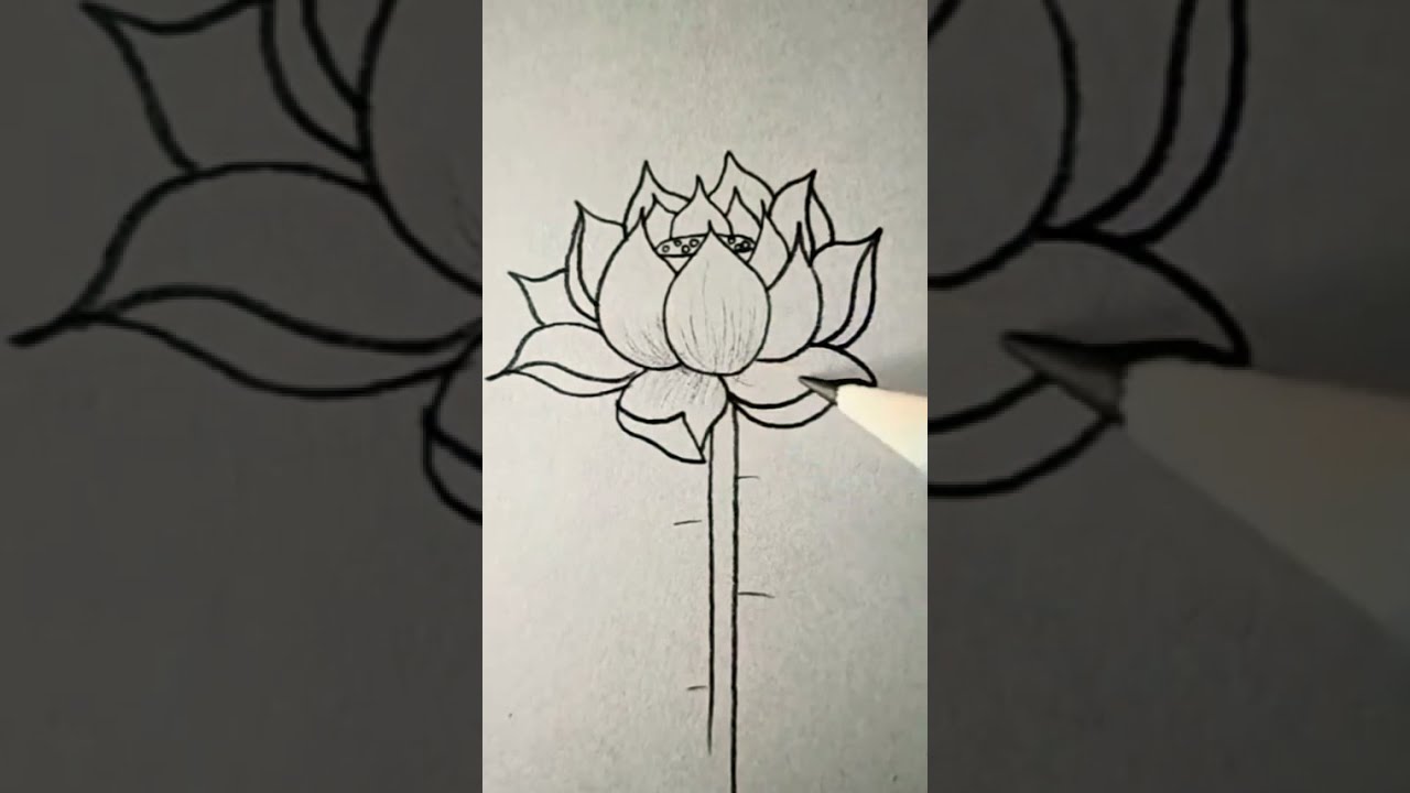 Как нарисовать милый цветок лотоса - YouTube